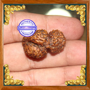 26 Mukhi Gaurishankar Rudraksha from Indonesia