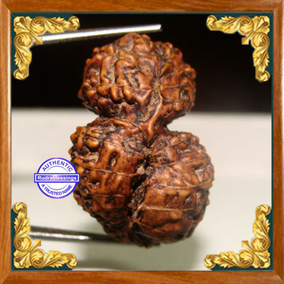 26 Mukhi Gaurishankar Rudraksha from Indonesia