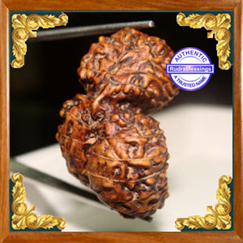 26 Mukhi Rudraksha from Indonesia