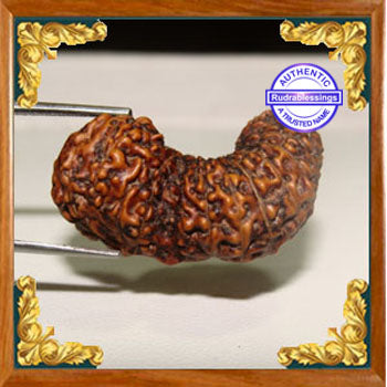 26 Mukhi Rudraksha from Indonesia