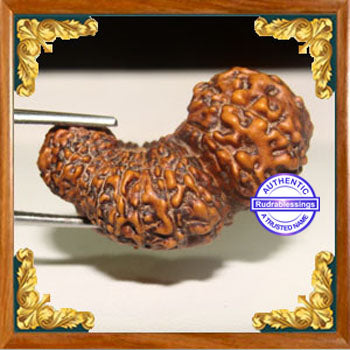 26 Mukhi Rudraksha from Indonesia