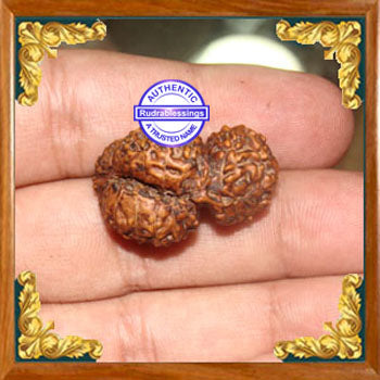 26 Mukhi Rudraksha from Indonesia