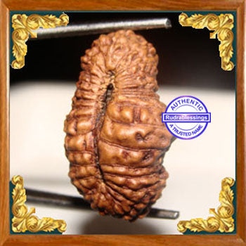 26 Mukhi Rudraksha from Indonesia