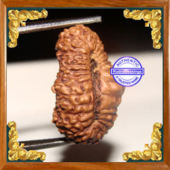 26 Mukhi Rudraksha from Indonesia