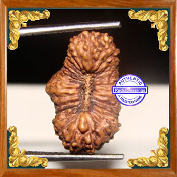 26 Mukhi Rudraksha from Indonesia