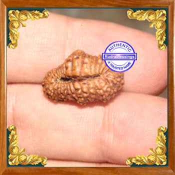 26 Mukhi Rudraksha from Indonesia