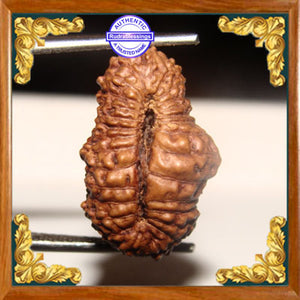 26 Mukhi Rudraksha from Indonesia