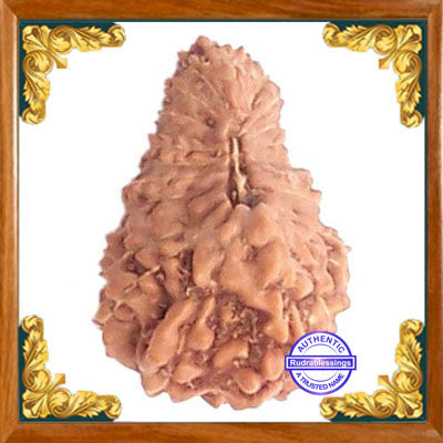 26 Mukhi Rudraksha from Indonesia