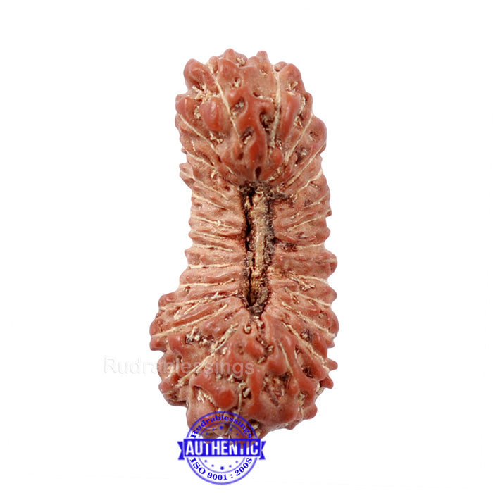 26 Mukhi Rudraksha from Indonesia
