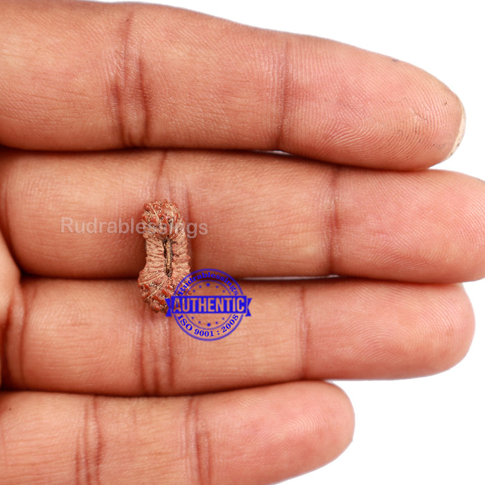 26 Mukhi Rudraksha from Indonesia