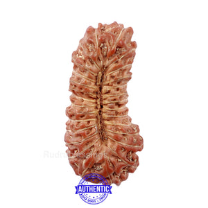 26 Mukhi Rudraksha from Indonesia