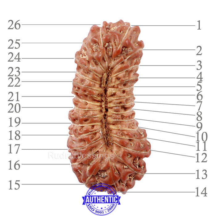 26 Mukhi Rudraksha from Indonesia