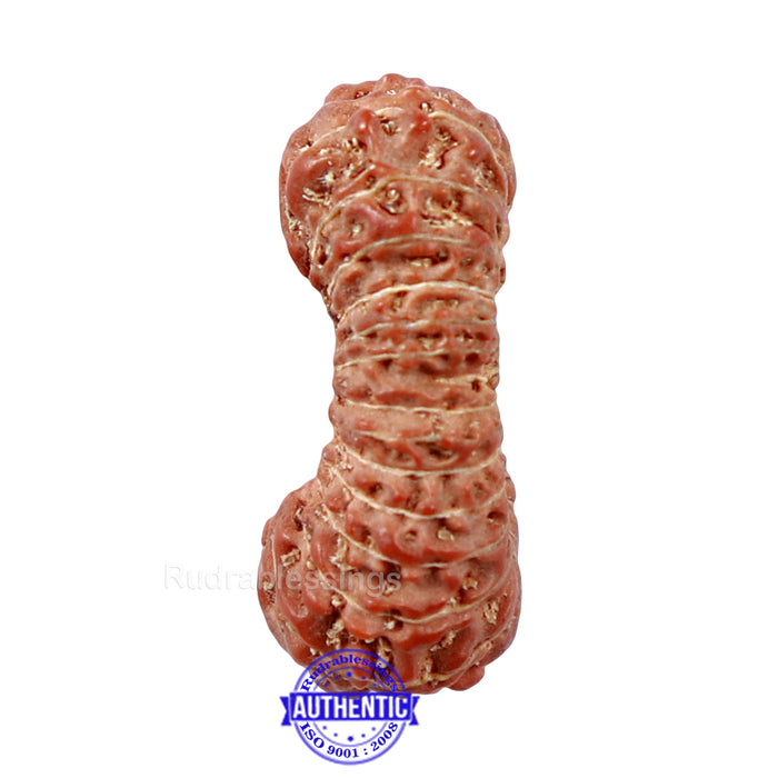 26 Mukhi Rudraksha from Indonesia