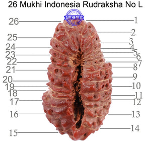 26 Mukhi Rudraksha from Indonesia - Bead No. L