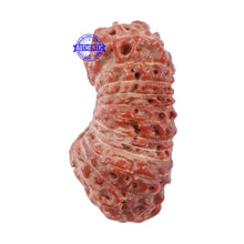 Load image into Gallery viewer, 26 Mukhi Rudraksha from Indonesia - Bead No. L
