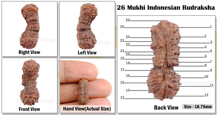 26 Mukhi Rudraksha from Indonesia