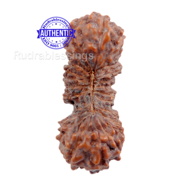 26 Mukhi Rudraksha from Indonesia