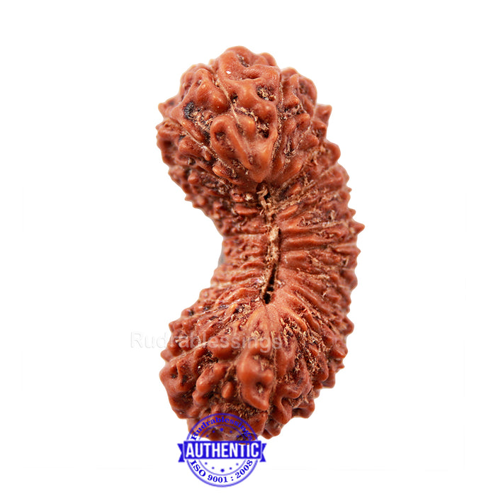 27 Mukhi Rudraksha from Indonesia