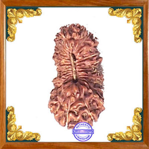 27 Mukhi Rudraksha from Indonesia