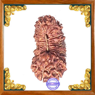 27 Mukhi Rudraksha from Indonesia