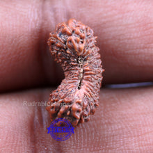 Load image into Gallery viewer, 27 Mukhi Rudraksha from Indonesia
