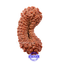 Load image into Gallery viewer, 27 Mukhi Rudraksha from Indonesia
