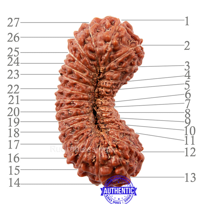 27 Mukhi Rudraksha from Indonesia