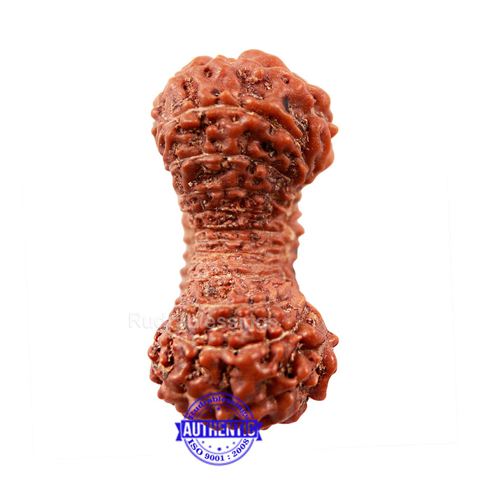 27 Mukhi Rudraksha from Indonesia