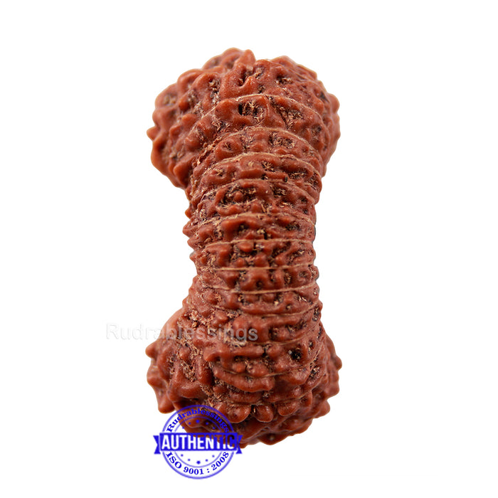 27 Mukhi Rudraksha from Indonesia