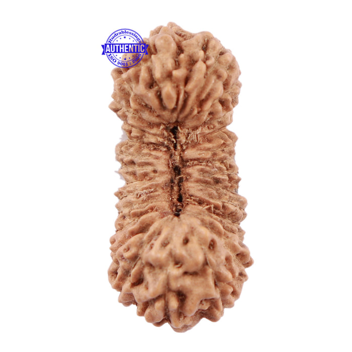27 Mukhi Rudraksha from Indonesia - Bead No. C