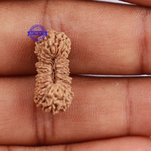 Load image into Gallery viewer, 27 Mukhi Rudraksha from Indonesia - Bead No. C
