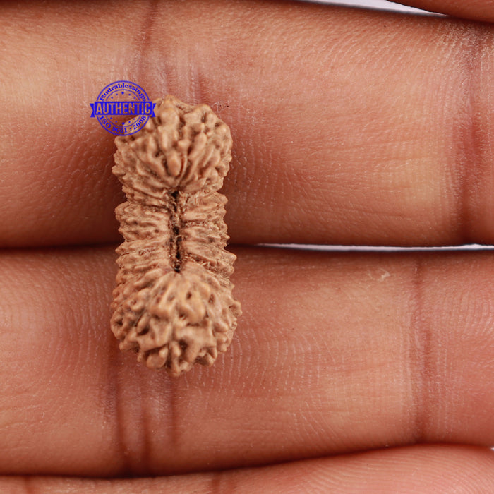 27 Mukhi Rudraksha from Indonesia - Bead No. C