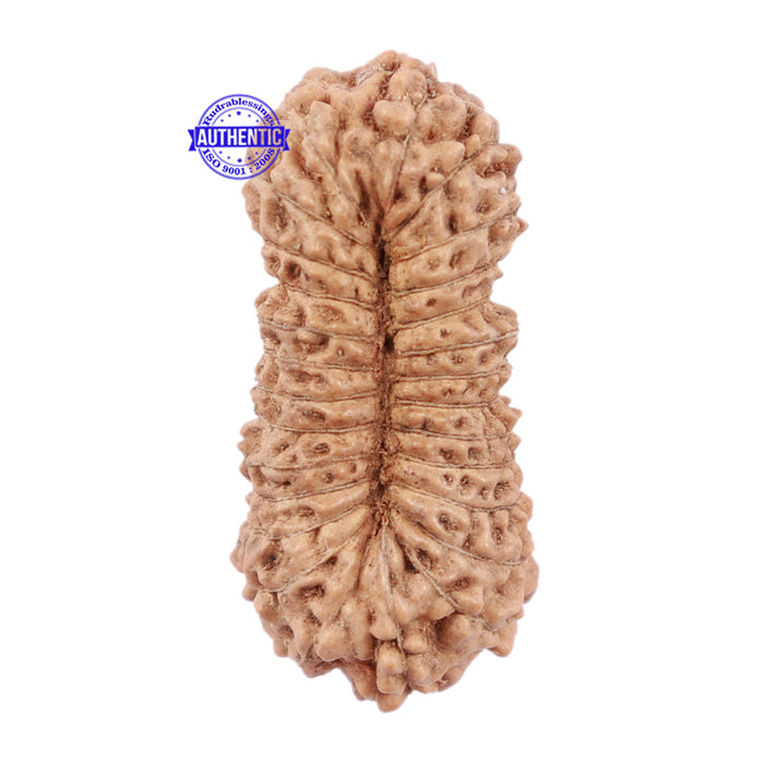 27 Mukhi Rudraksha from Indonesia - Bead No. C