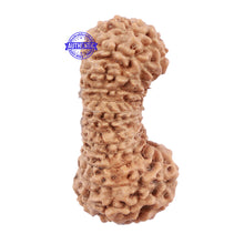 Load image into Gallery viewer, 27 Mukhi Rudraksha from Indonesia - Bead No. C
