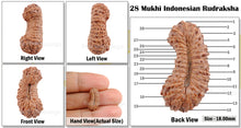 Load image into Gallery viewer, 28 Mukhi Rudraksha from Indonesia
