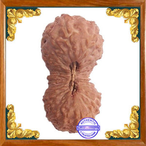 29 Mukhi Rudraksha from Indonesia
