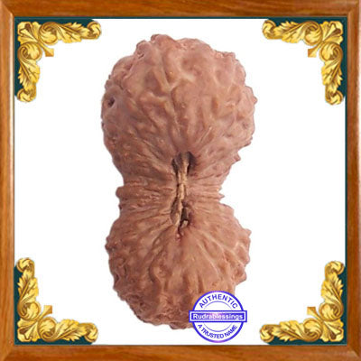 29 Mukhi Rudraksha from Indonesia