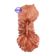 Load image into Gallery viewer, 29 Mukhi Rudraksha from Indonesia - Bead No. B
