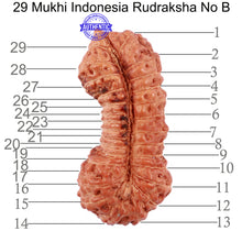 Load image into Gallery viewer, 29 Mukhi Rudraksha from Indonesia - Bead No. B
