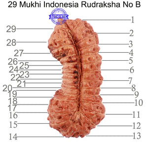 29 Mukhi Rudraksha from Indonesia - Bead No. B