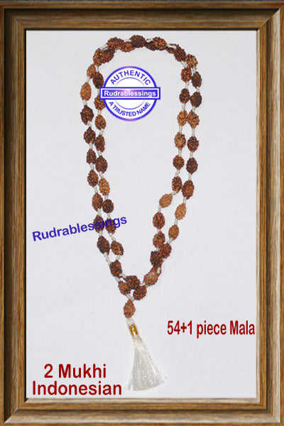 Regular 2 Mukhi Rudraksha Mala - 2 (54+1)