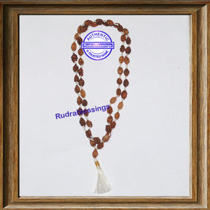 Regular 2 Mukhi Rudraksha Mala - 2 (54+1)