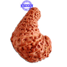 Load image into Gallery viewer, 24 Mukhi Rudraksha from Indonesia - Bead No. Q
