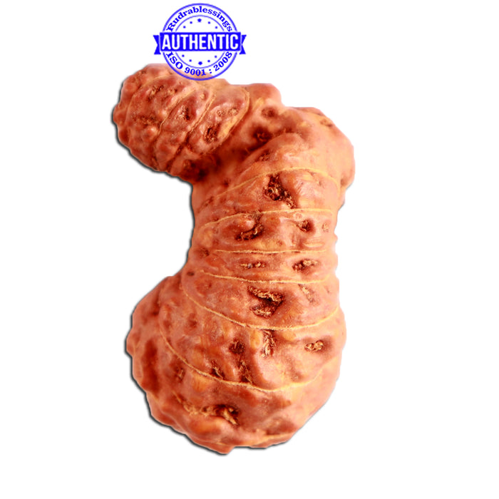 24 Mukhi Gaurishankar Rudraksha from Indonesia - Bead No. S