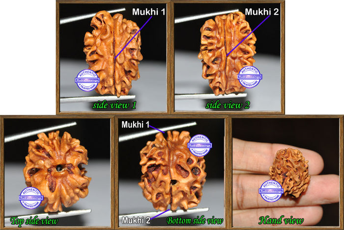 2 Mukhi Rudraksha from India - Bead No. 2