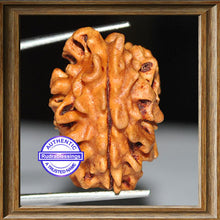 Load image into Gallery viewer, 2 Mukhi Rudraksha from India - Bead No. 2
