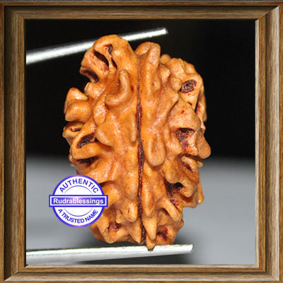 2 Mukhi Rudraksha from India - Bead No. 2