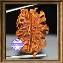 Load image into Gallery viewer, 2 Mukhi Rudraksha from India - Bead No. 3
