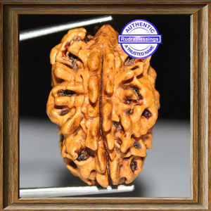 2 Mukhi Rudraksha from India - Bead No. 1
