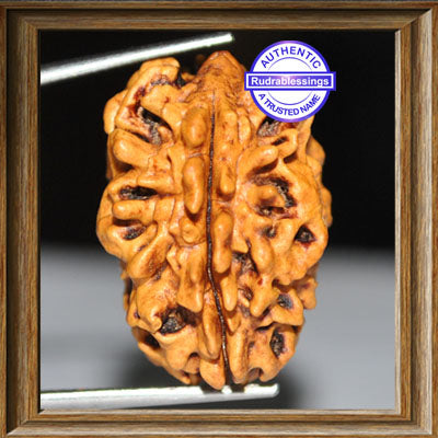 2 Mukhi Rudraksha from India - Bead No. 1